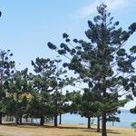 Araucaria cunninghamii Folha