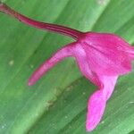 Comparettia falcata Flower