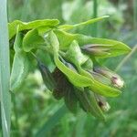 Cerinthe glabra Otro