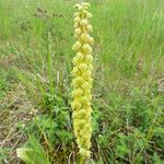 Orchis anthropophora 花