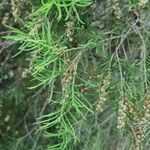 Melaleuca alternifolia Lapas