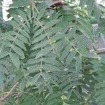 Calliandra haematocephala Blad