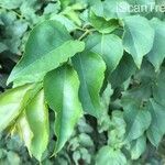 Halleria lucida Hoja