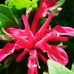 Monarda didyma പുഷ്പം