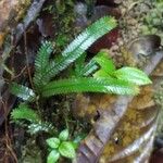 Selaginella parkeri Hoja