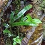 Selaginella parkeri Лист