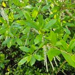 Cyrilla racemiflora Φύλλο
