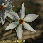 Narcissus obsoletus Květ