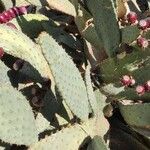 Opuntia engelmannii Leaf