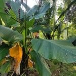 Calathea lutea List