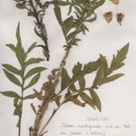 Serratula tinctoria Costuma