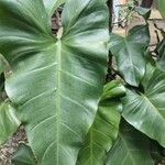 Philodendron erubescensFulla