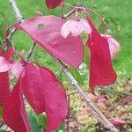 Euonymus grandiflorus Leaf