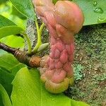 Magnolia sprengeri Fruit