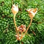 Saxifraga moschata Ffrwyth