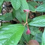 Theobroma grandiflorum Hoja