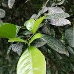 Swinglea glutinosa Leaf