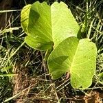 Ipomoea pes-capraeLeht