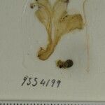 Scutellaria repens Otro