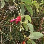 Kennedia rubicunda 形态