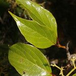 Viburnum venustum Hoja