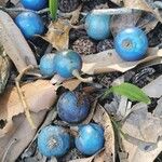 Elaeocarpus angustifolius Fruit