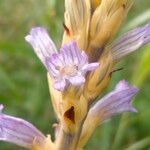 Phelipanche purpurea फूल