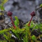 Harrimanella hypnoides Hábito