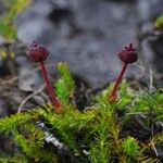 Cassiope hypnoides موطن