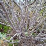 Euphorbia piscatoria Bark