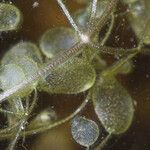 Utricularia purpurea Fruto