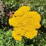 Achillea ageratumЦветок