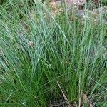 Festuca heterophylla Blatt