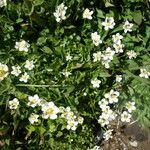 Parnassia fimbriata Flower