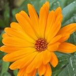 Calendula stellata Fleur