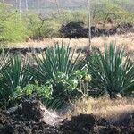 Agave sisalana 整株植物