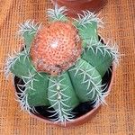Melocactus matanzanus Kwiat