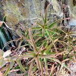 Aloe cremnophila Blad