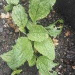 Borago officinalisLeaf