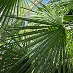 Chamaerops humilis Folha