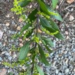 Solidago rugosaफूल