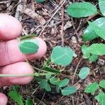 Oxalis frutescens Hostoa