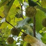 Platanus occidentalis Fruit