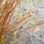 Juncus trifidus Yaprak