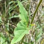 Boerhavia diffusa Leaf