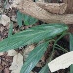 Epipremnum amplissimum Hoja