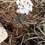 Iberis saxatilis Leaf