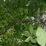 Inga sapindoides Otro