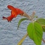 Colquhounia coccinea Flower