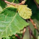 Nothofagus alpina Fruto